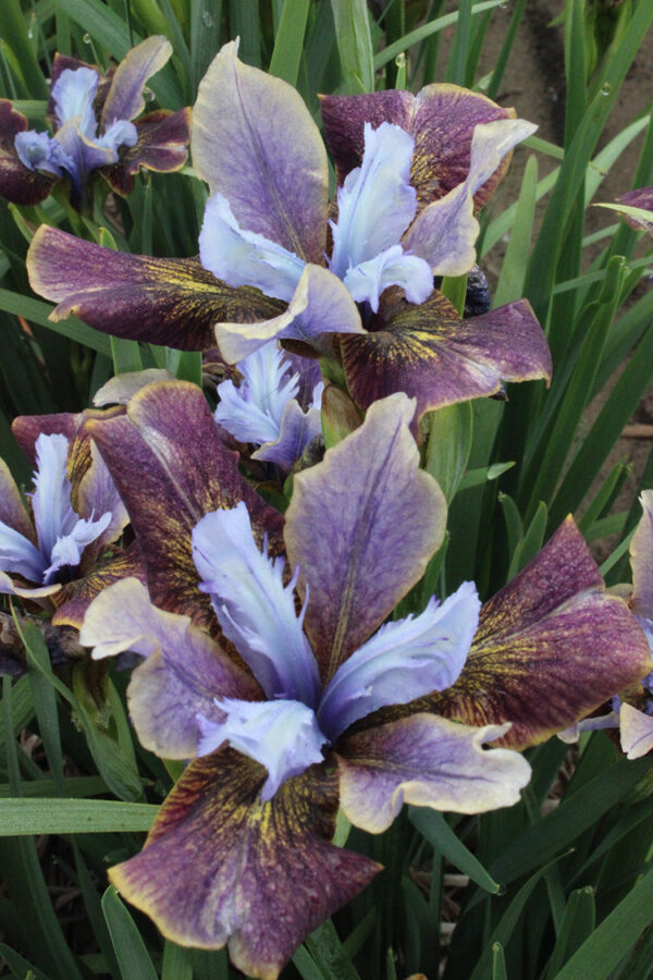 Siberian iris 'Black Joker' in 1 gallon pot