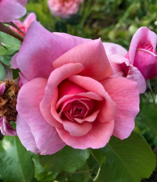 Rosa 'Joy Bond' in 2 Gallon Pot