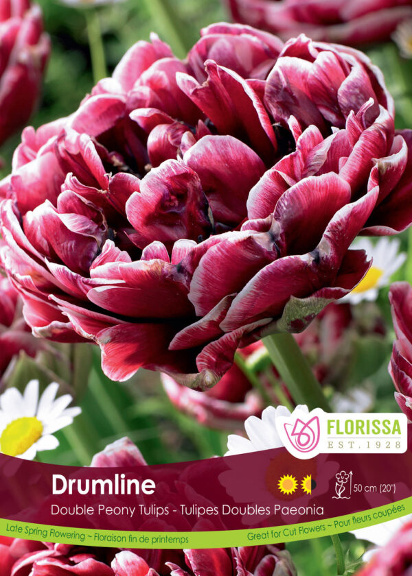Double Late Tulip 'Drumline' (each bulb)