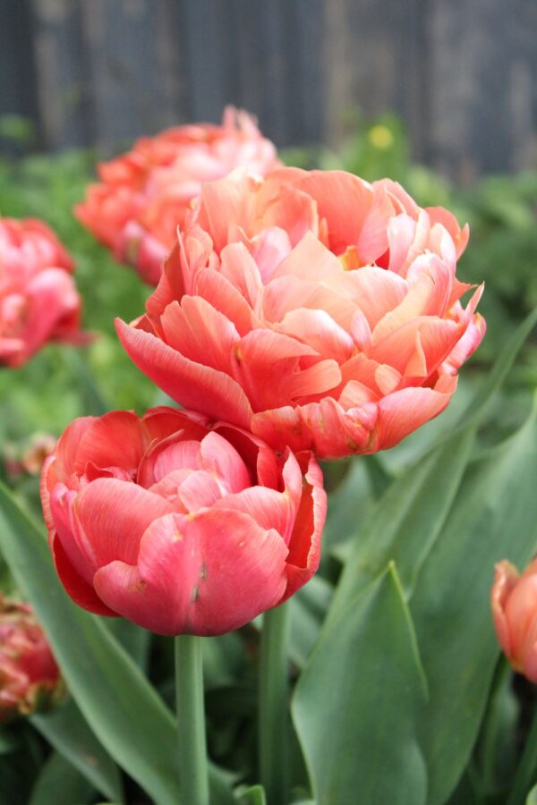 Double Early Tulip 'Copper Image' (each bulb)