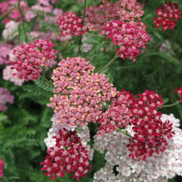 Achillea 'Flowerburst Fruit Bowl' Yarrow in 1 Gallon Pot