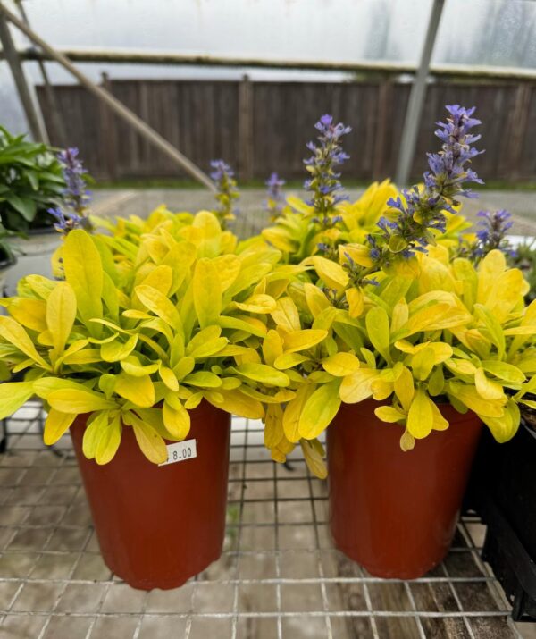 Ajuga 'Feather Friends Cordial Canary' in a 11 cm pot