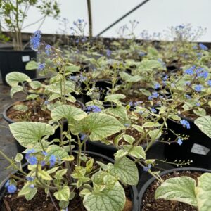 Brunnera 'King's Ransom' in 2 gallon pot