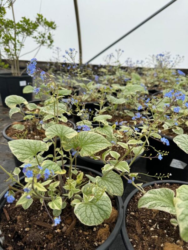 Brunnera 'King's Ransom' in 2 gallon pot