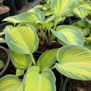 'June' Hosta in 1 gallon pot