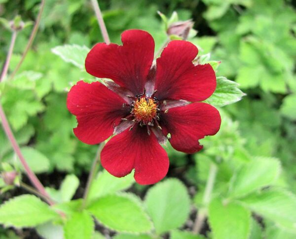 Potentiall atrosanguinea Himalayan cinquefoil in 1 Gallon Pot
