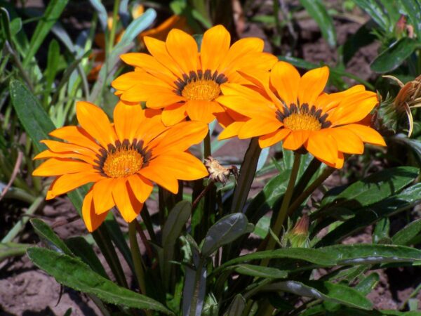 Gazania 'Tanager' in 1 gallon pot