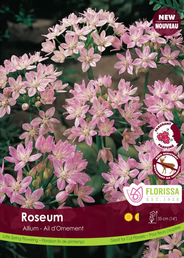 Allium Roseum (each bulb)