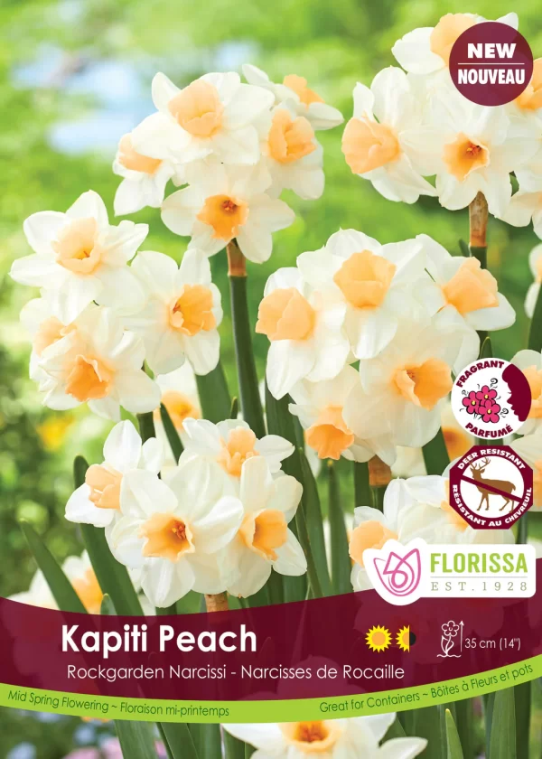 Rockgarden Narcissus 'Kapiti Peach' (each bulb)