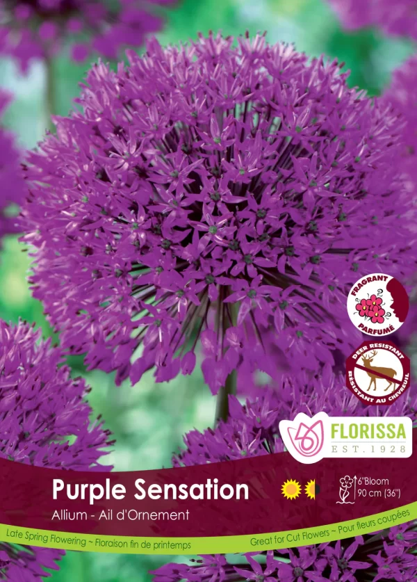 Allium Purple Sensation (each bulb)
