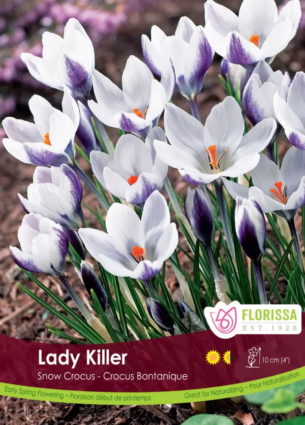 Snow Crocus 'Lady Killer' (each bulb)