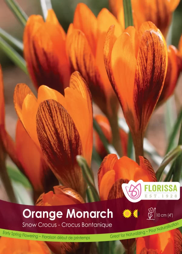 Snow Crocus 'Orange Monarch' (each bulb)
