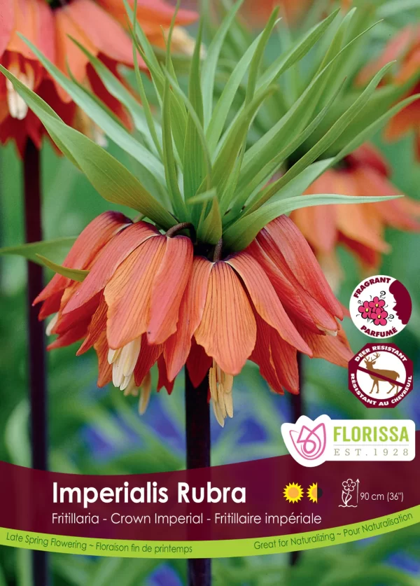 Fritillaria 'Imperialis Rubra' (each bulb)