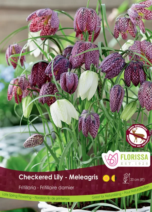 Meleagris-Checkered Lily- Fritillaria (each bulb)