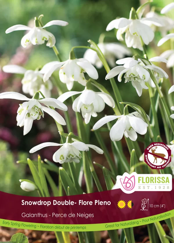 Galanthus nivalis 'Flore Pleno' (each bulb)