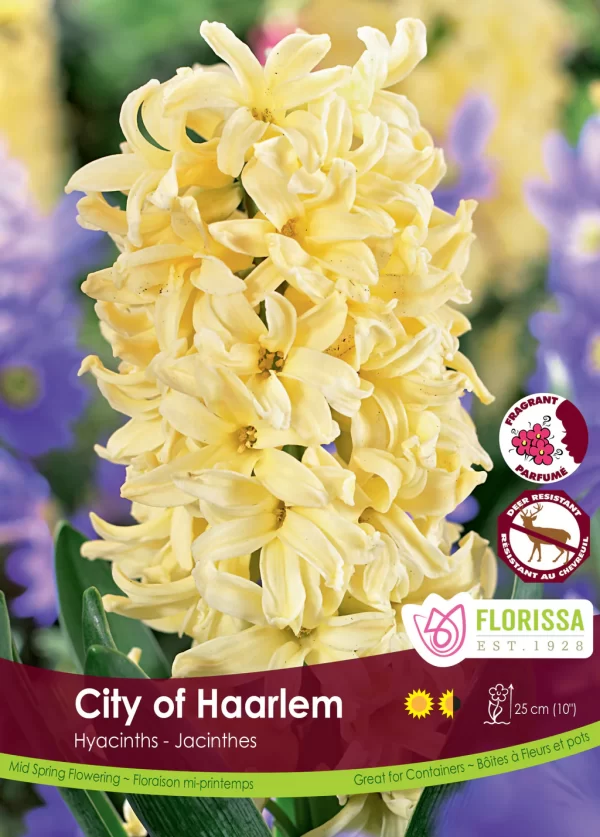 Hyacinth 'City of Haarlem' (each bulb)