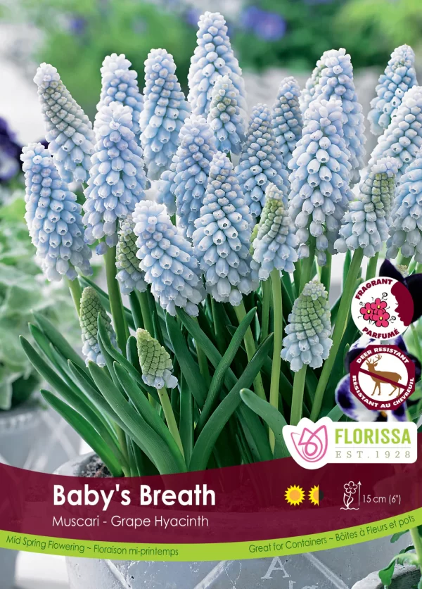 Muscari 'Baby's Breath'  (each bulb)