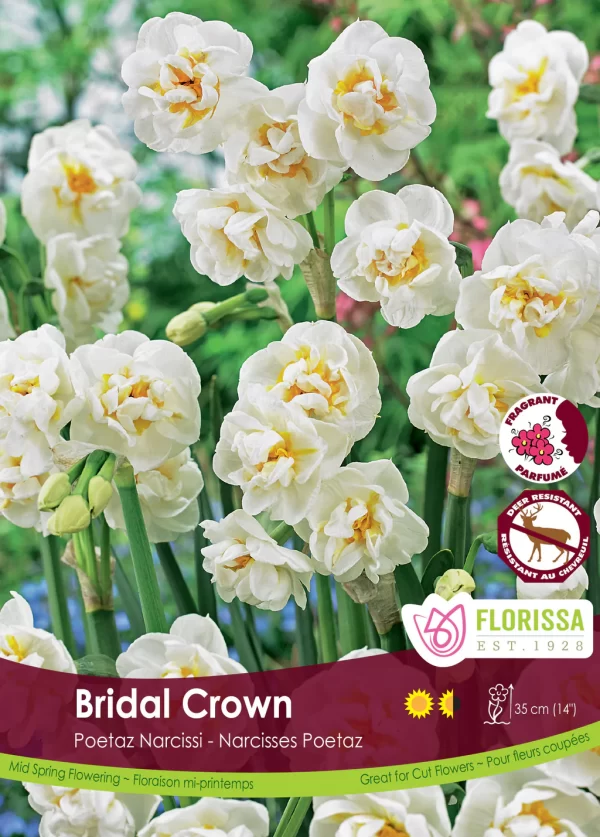 Poetaz Narcissus 'Bridal Crown' (each bulb)
