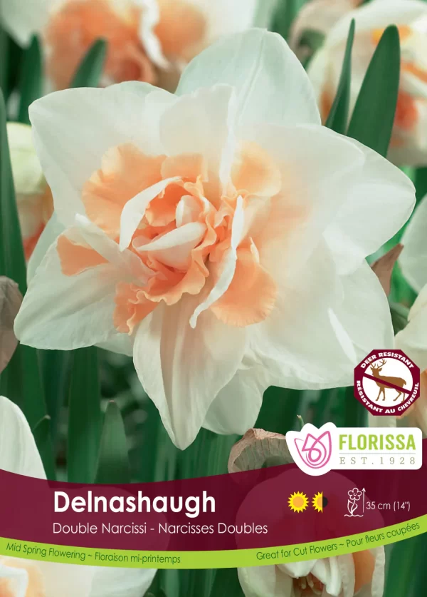 Double Narcissus 'Delnashaugh' (each bulb)