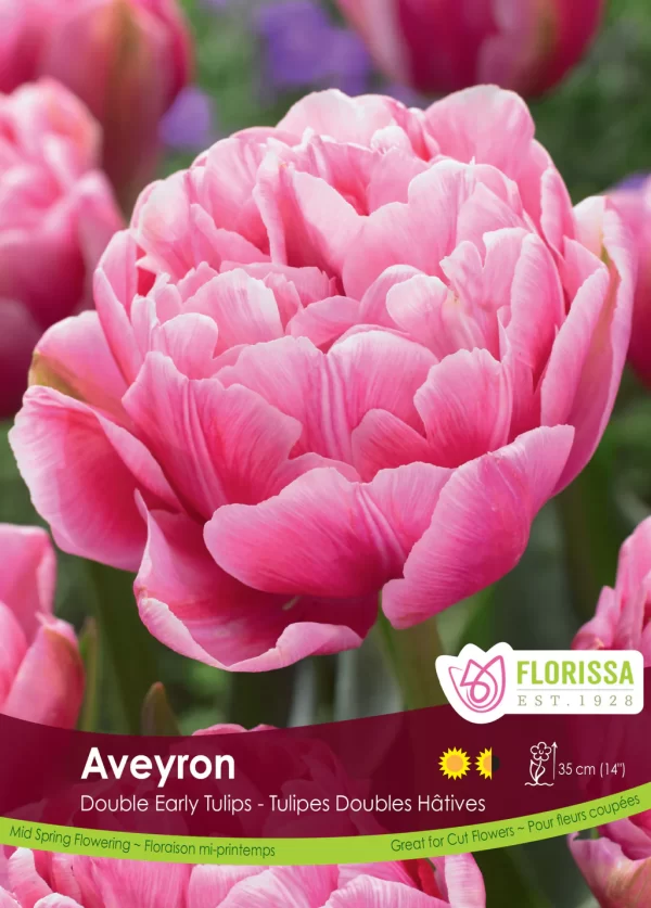 Double Early Tulip 'Aveyron'  (each bulb)