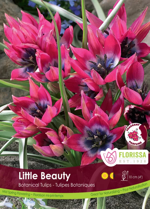 Tulip (Botanical) - Little Beauty