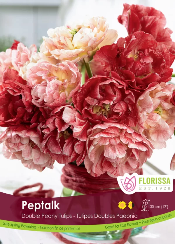 Late Double Tulip  'Peptalk' (each bulb)