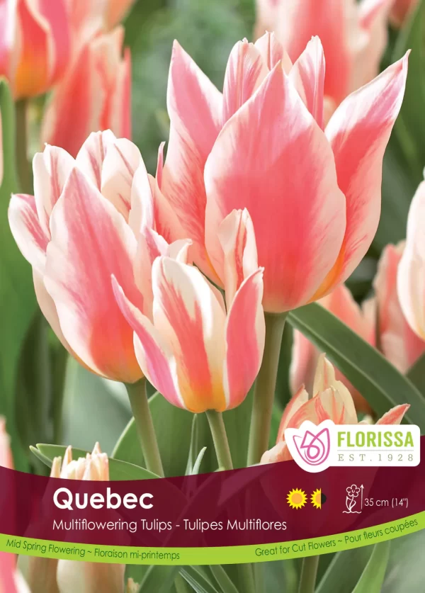 Multiflowering Tulip 'Quebec ' (each bulb)