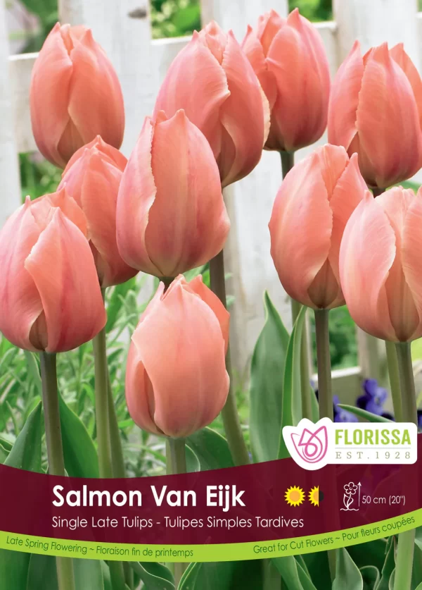 Darwin Hybrid Tulip 'Salmon Van Eijk' (each bulb)