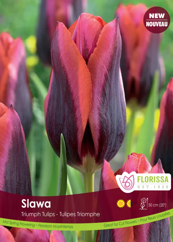 Triumph Tulip 'Slawa'  (each bulb)