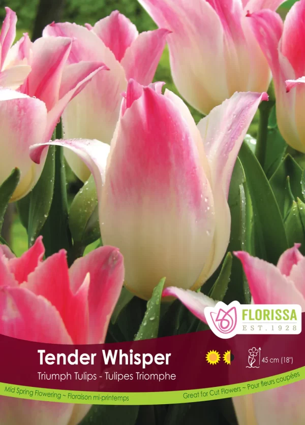 Triumph Tulip 'Tender Whisper'  (each bulb)