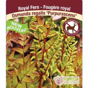 Osmunda regalis 'Purpurescens' Royal Fern in 1 gallon pot