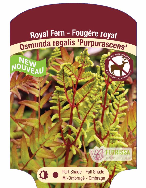 Osmunda regalis 'Purpurescens' Royal Fern in 1 gallon pot