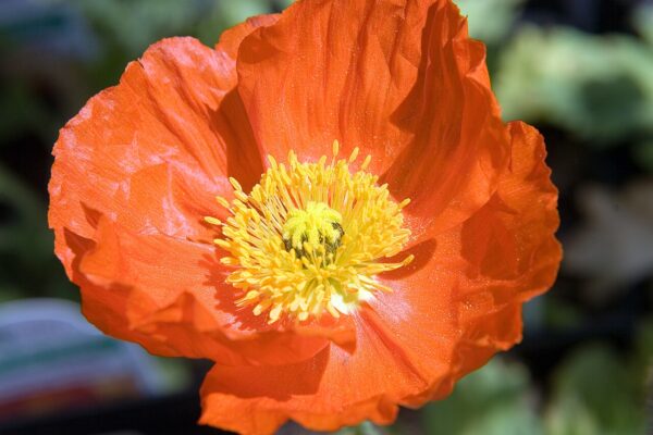 Papaver Champagne Bubbles Iceland Poppy in 1 Gallon Pot