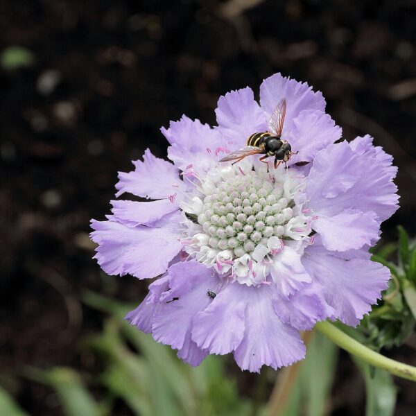  Scabiosa 'Perfecta Clear Blue' in 1 Gallon Pot