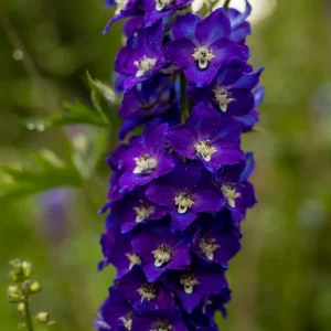 Delphinium Delphina 'Dark Blue White Bee' in 1 gallon pot