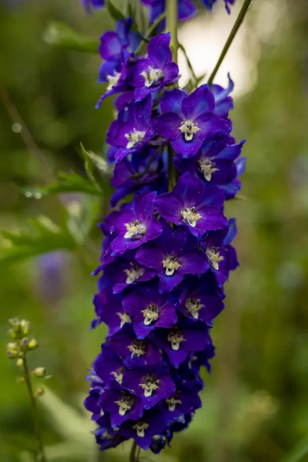 Delphinium Delphina 'Dark Blue White Bee' in 1 gallon pot