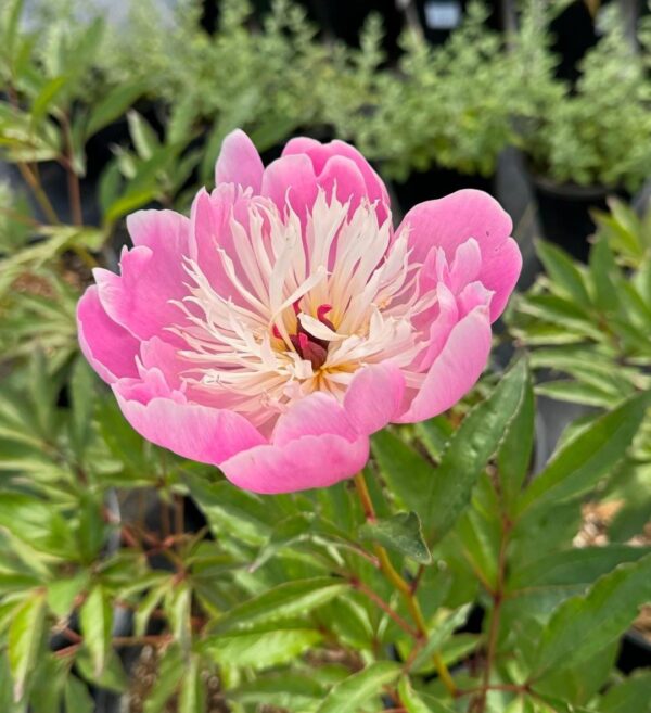Peony 'Bowl of Beauty' in 1 Gallon Pot