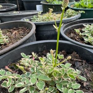 Burnet 'Little Angel' in 1 Gallon Pot