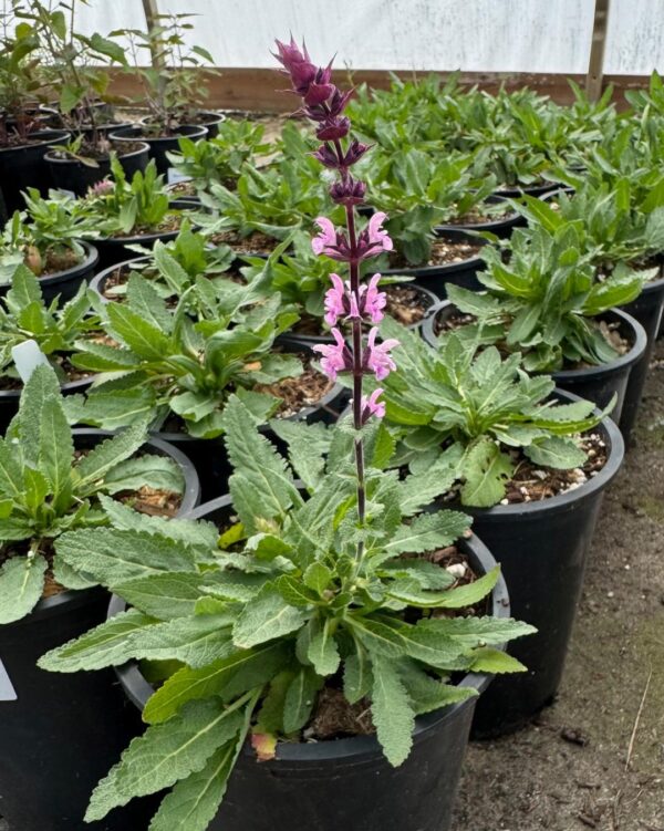 Salvia 'Caradonna Pink Inspiration' in 1 gallon pot