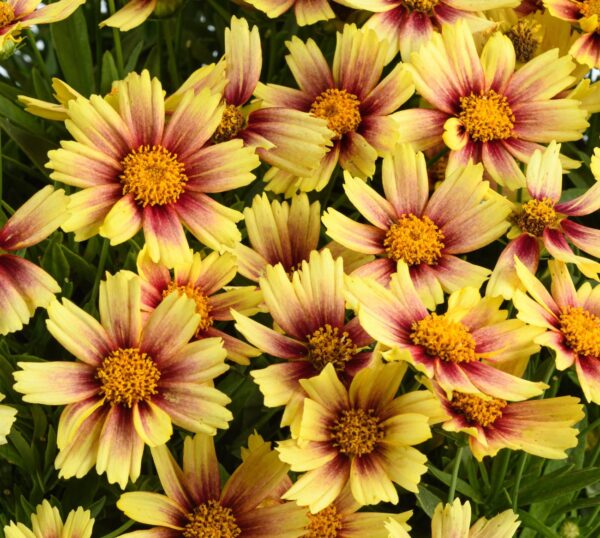  Coreopsis 'Sunset Burst' in 1 Gallon Pot