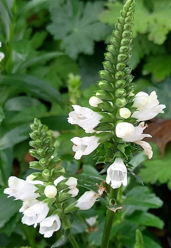 White Obedient Plant Physostegia Alba in 1 gallon pot