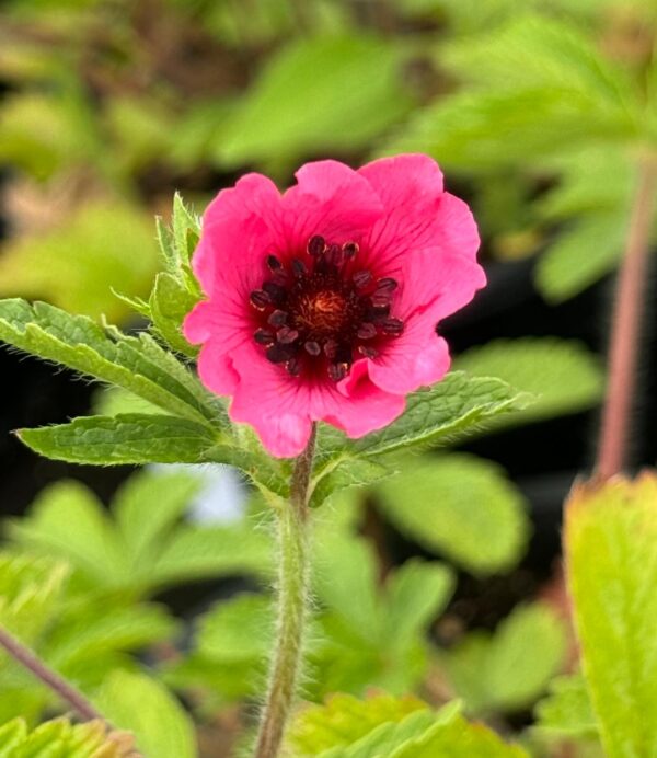 Ptentiall 'Melton Fire' Cinquefoil in 1 Gallon Pot