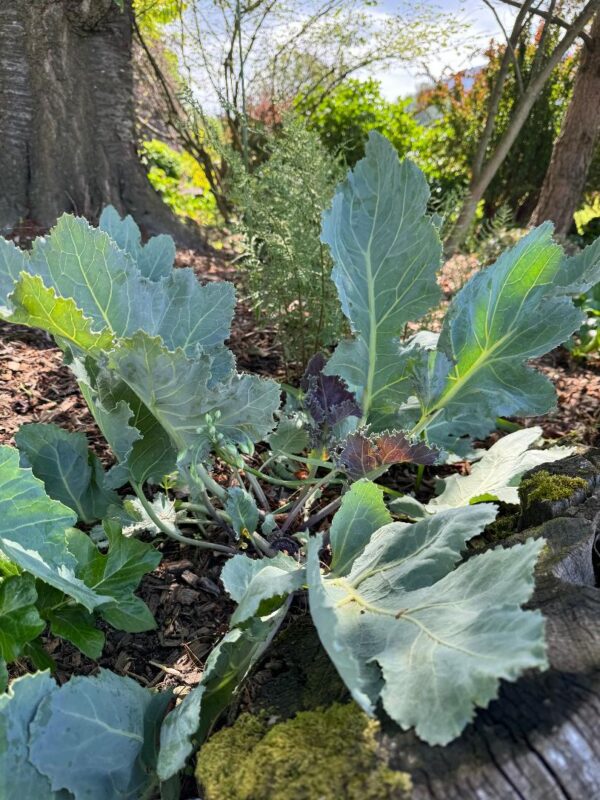  Crambe maritima 'Sea Kale' in 1 Gallon Pot