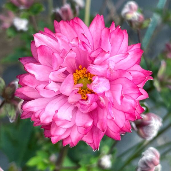 Japanese Anemone 'Puff Pink' in 2 gallon pot