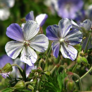 Geranium 'Splish Splash' in 1 Gallon Pot