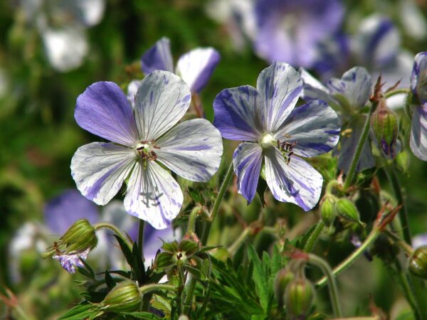 Geranium 'Splish Splash' in 1 Gallon Pot