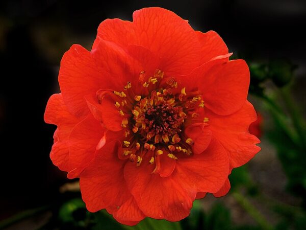 Geum 'Mrs Bradshaw' in 1 gallon pot
