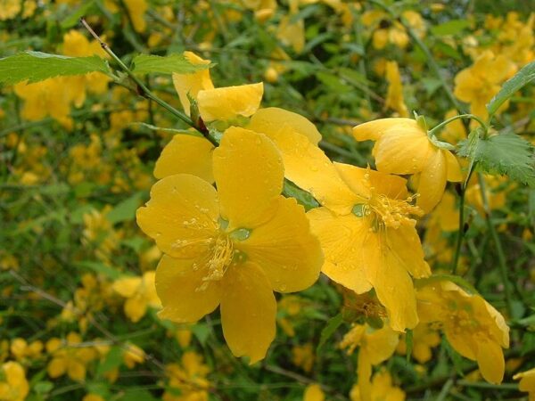 Kerria japonica in 1 Gallon Pot