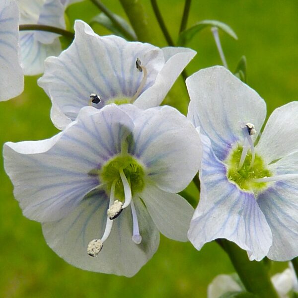 Veronica 'Blue Streak' in 1 Gallon Pot