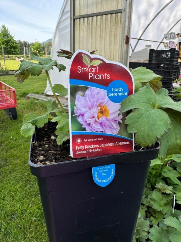 Japanese Anemone 'Frilly Knickers' in 1 gallon pot
